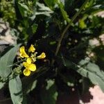 Brassica fruticulosa Květ