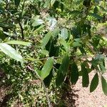 Prunus caroliniana Virág
