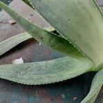 Aloe globuligemma पत्ता
