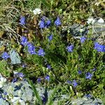 Veronica fruticans Hàbitat