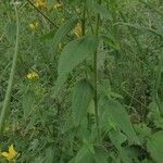 Hypericum hirsutum Blad