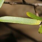 Capparis parvifolia Folha