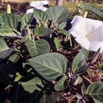 Datura wrightii Feuille