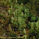 Lycopodium tristachyum Habitus