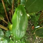 Costus dubius Leaf