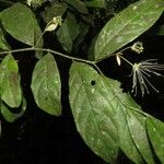 Preslianthus pittieri 叶