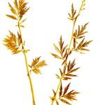 Achillea macrophylla List