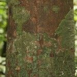 Byrsonima laevigata Bark