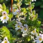 Euphrasia officinalis花