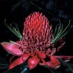 Telopea speciosissima Kvet