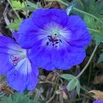 Geranium platypetalumŽiedas