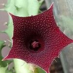 Huernia macrocarpa Žiedas