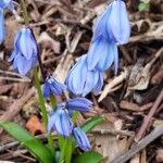 Scilla sibericaBlodyn