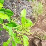 Searsia longipes Fruit