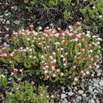 Sedum moranense Habit