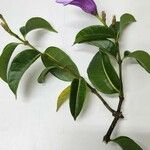 Cryptostegia madagascariensis 整株植物