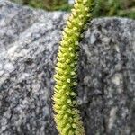 Orostachys spinosa Flor