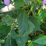 Barleria cristata 叶