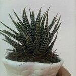 Haworthiopsis fasciata ഇല