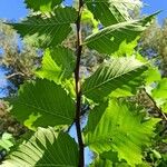 Ulmus laevis Leaf