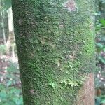 Poecilanthe hostmannii Corteza