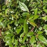 Rhamnus prinoides List