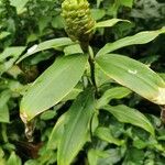 Costus afer Blatt