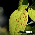 Rosa sempervirens Leaf