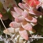 Sedum farinosum List