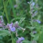 Nepeta grandiflora Flor