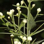 Isocarpha oppositifolia Fleur