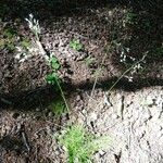 Festuca heterophylla ശീലം