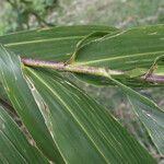 Sorghum arundinaceum Blatt