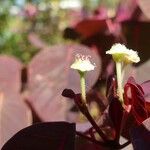 Euphorbia cotinifolia Flower