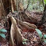 Pterocarpus officinalis Kôra