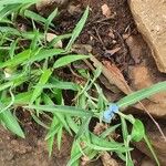 Commelina latifolia Pokrój