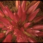 Allium falcifolium Květ