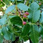 Pistacia terebinthus Fruit