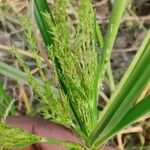 Cyperus microiria Leaf