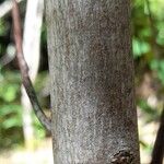 Aristotelia chilensis Bark