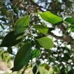Cinnamomum glanduliferum Hoja