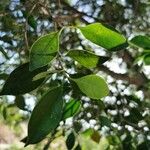 Cinnamomum glanduliferum Leaf