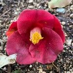 Camellia japonica 花