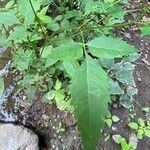 Bidens connata Blad