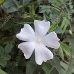 Thunbergia laevis Квітка