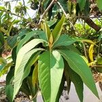 Callicarpa formosana Leaf