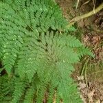 Dryopteris intermedia Hoja