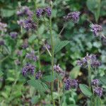 Phacelia mutabilis Hàbitat