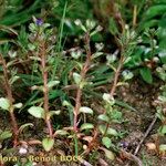 Veronica acinifolia Habit