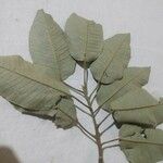 Croton megalocarpus 叶